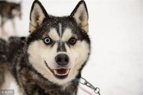 「雪橇三傻」是真的傻嗎？養了哈士奇的狗主人都哭了！ 每日頭條