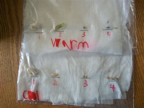 Seed germination experiment | Piwi Kids