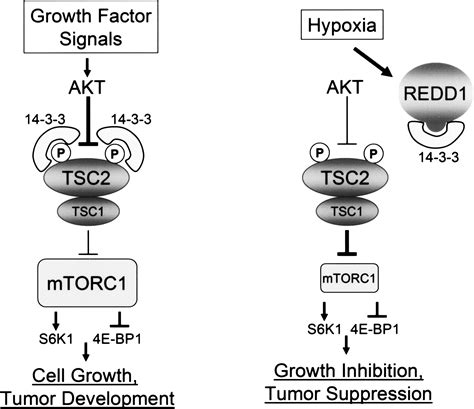 Hypoxia Regulates TSC1 2mTOR Signaling And Tumor Suppression Through