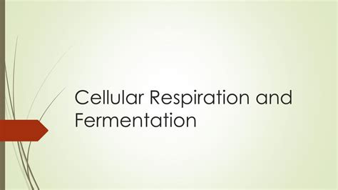 Ppt Cellular Respiration And Fermentation Powerpoint Presentation