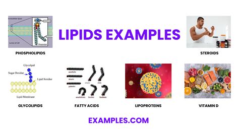 Lipids - 20+ Examples, Format, How to Reduce, PDF