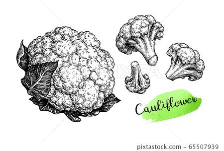 Cauliflower Line Drawing