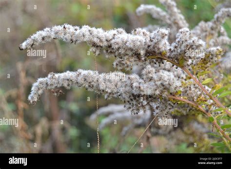 Dried fluffy goldenrod flowers of pale white color Stock Photo - Alamy