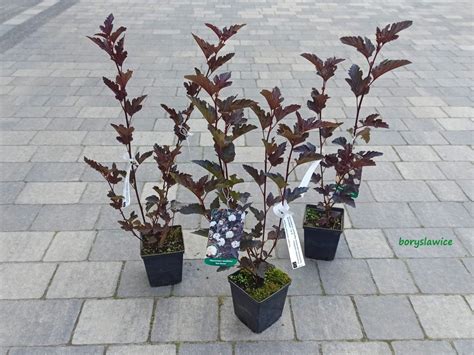 P Cherznica Kalinolistna Red Baron Physocarpus Szk Ka Drzew I