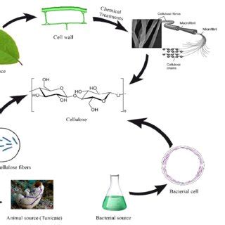 Cellulose sources and the flow chart of different production methods ...