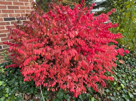 Euonymus Alatus Compactus Ubicaciondepersonascdmxgobmx