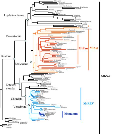 1 Phylogenetic Tree Of The 108 Metazoan Species Used To Infer The