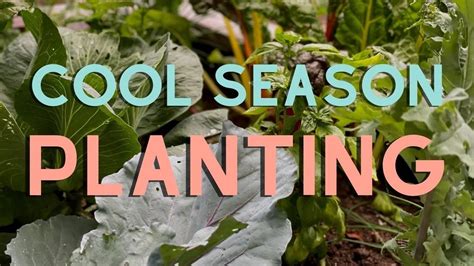 Cool Season Planting: The basics