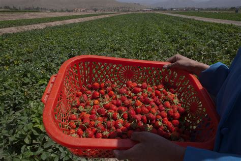 Strawberry Season: Mild Winter Brought Crop a Month Early | The Weather ...