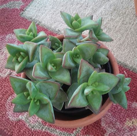 Crassula Conjuncta Succulent Plant Beautiful Gardens And Landscaping Ideas