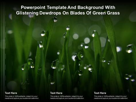 Powerpoint Template With Glistening Dewdrops On Blades Of Green Grass Presentation Graphics