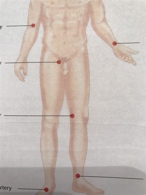 Body Pulse Points Diagram Quizlet