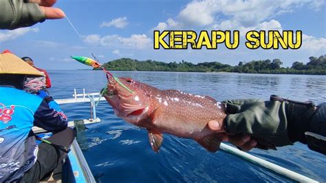 Mancing Kerapu Sunu Dengan Microjig Dan Gram Youtube