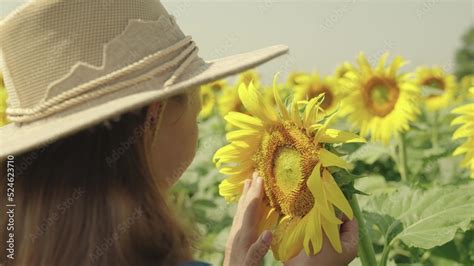 farmer inspects harvest sunflower flower. Agriculture. yellow sunflower ...