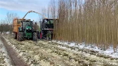 Harvesting Of Short Rotation Coppice Willow