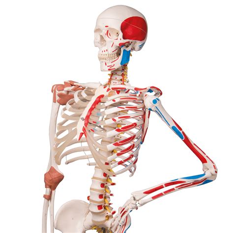 Real Human Skeleton With Muscles Muscular System – Primary Science