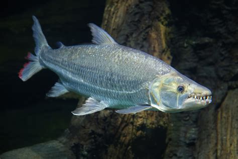 Animaux Puissants Et Dangereux En Afrique Les Animaux Aquatiques