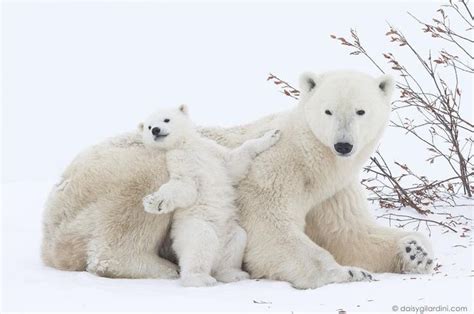 Strike A Pose There S Nothing To It Polar Bear Baby Polar Bears