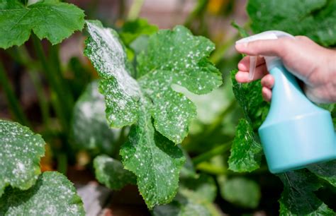 Cómo hacer un insecticida casero súper efectivo PortalFruticola