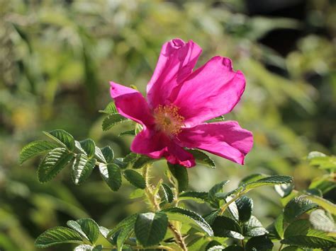 Apfelrose Kartoffelrose Hagebutte Rosa Rugosa Baumschule Horstmann