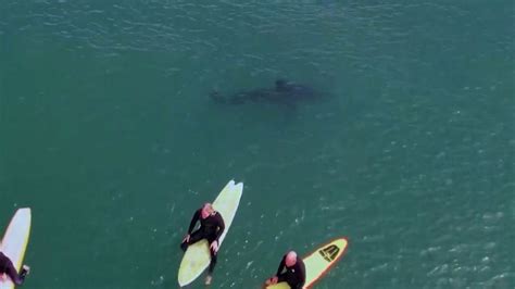 Drone Footage Shows Great White Shark Swimming Near Surfers