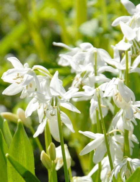 Alba Rysk Blåstjärna Scilla Siberica