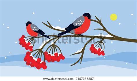 Bullfinch Sits On Branch Rowan Winter Stock Vector Royalty Free