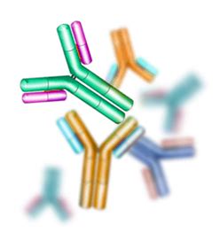 How to choose the best host species for polyclonal antibody production? - ProteoGenix