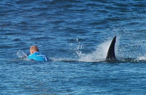 Ein Riesiger Wei Er Hai Springt In False Bay Cape Town S Dafrika Wie