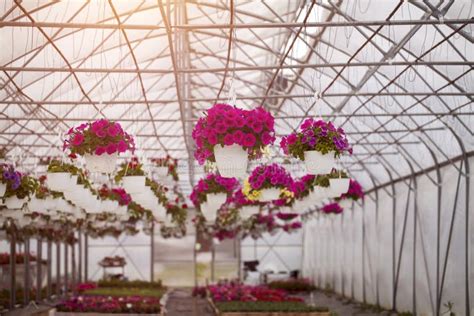 Flowers in greenhouse stock photo. Image of cultivation - 122630820