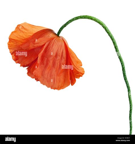 Single poppy flower isolated on white background Stock Photo - Alamy