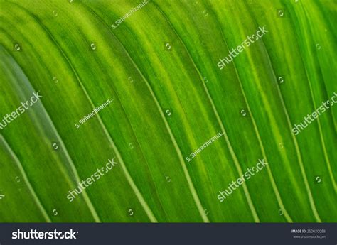 Close Banana Leaf Stock Photo 250020088 Shutterstock