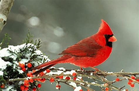 🔥 40 Cardinal Birds In Snow Wallpapers Wallpapersafari