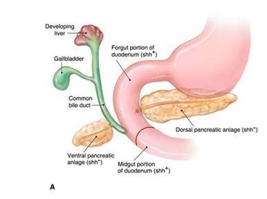 Pancreatic Duct Anatomy Anatomical Charts Posters