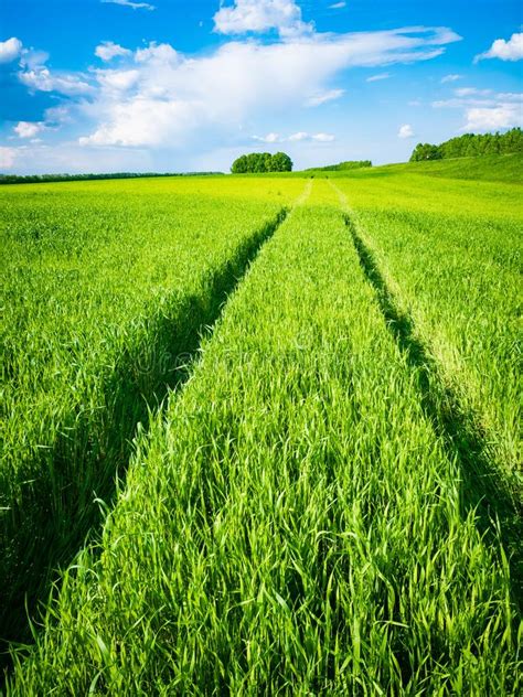 Campo De Trigo Verde Camino En Un Campo Del Trigo Verde Rastros De