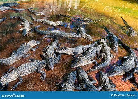 Baby Alligators Stock Photo Image Of Everglades Gators 41462554