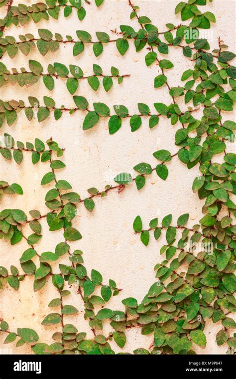 Planta Que Crece En La Pared Fotograf As E Im Genes De Alta Resoluci N