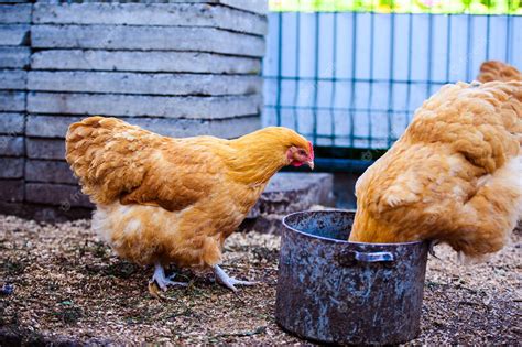 Premium Photo | Chicken on a farm Hen and Rooster