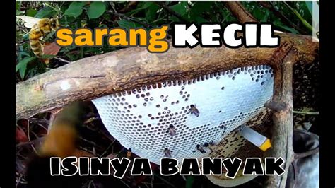 Madu Lebah Hutan Akasiasarang Rendah Youtube