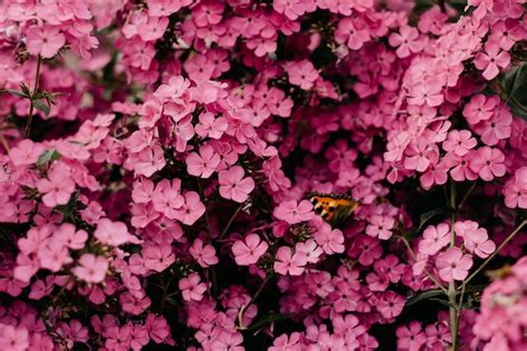 Roze Bloeiende Planten X Roze Bloemen Voor De Tuin