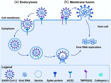 Bc‐11 Is A Covalent Tmprss2 Fragment Inhibitor That Impedes Sars‐cov‐2 Host Cell Entry