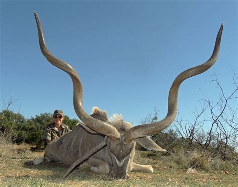 Kudu Hunts Star S Ranch