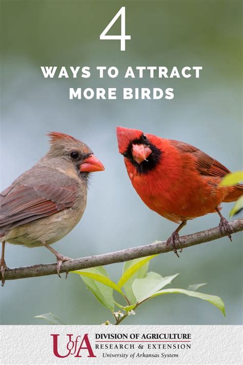 4 Ways To Attract Backyard Birds How To Attract Birds Attract Wild Birds Backyard Birds