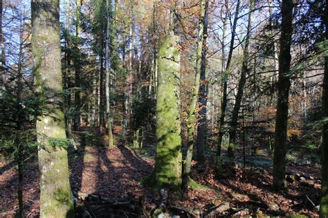 Arbeiten Im Bremgartenwald Burgergemeinde Bern