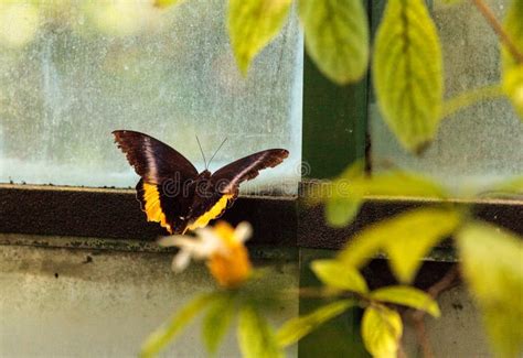 Borboleta Birdwing Dourada Aeacus De Troides Foto De Stock Imagem De