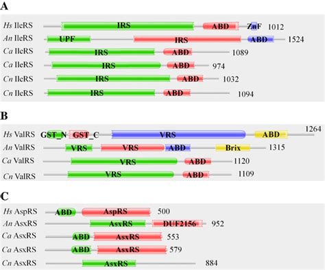 Comparison Of Domain Architectures Of A Niger And H Sapiens Aarss