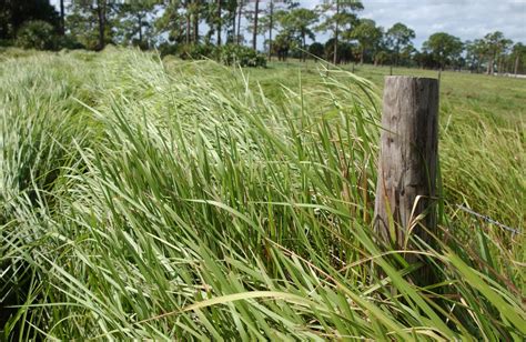 Learn To Control Cogongrass Uf Ifas Extension Marion County