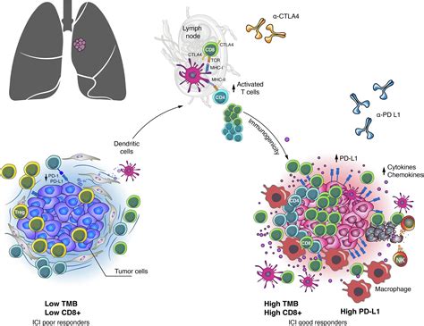 Immunotherapy In Non Small Cell Lung Cancer Harbouring Driver Mutations Cancer Treatment Reviews