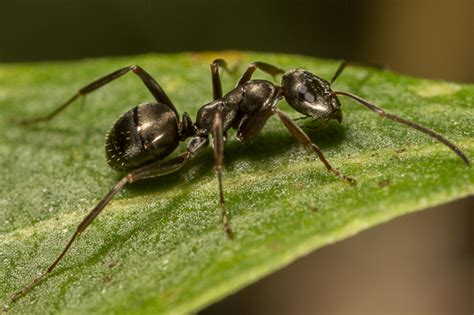 Formica Fusca Formica Subaenescens Bugguidenet