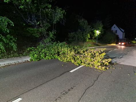 Baum Auf Stra E Ff Neustift A D Rosalia